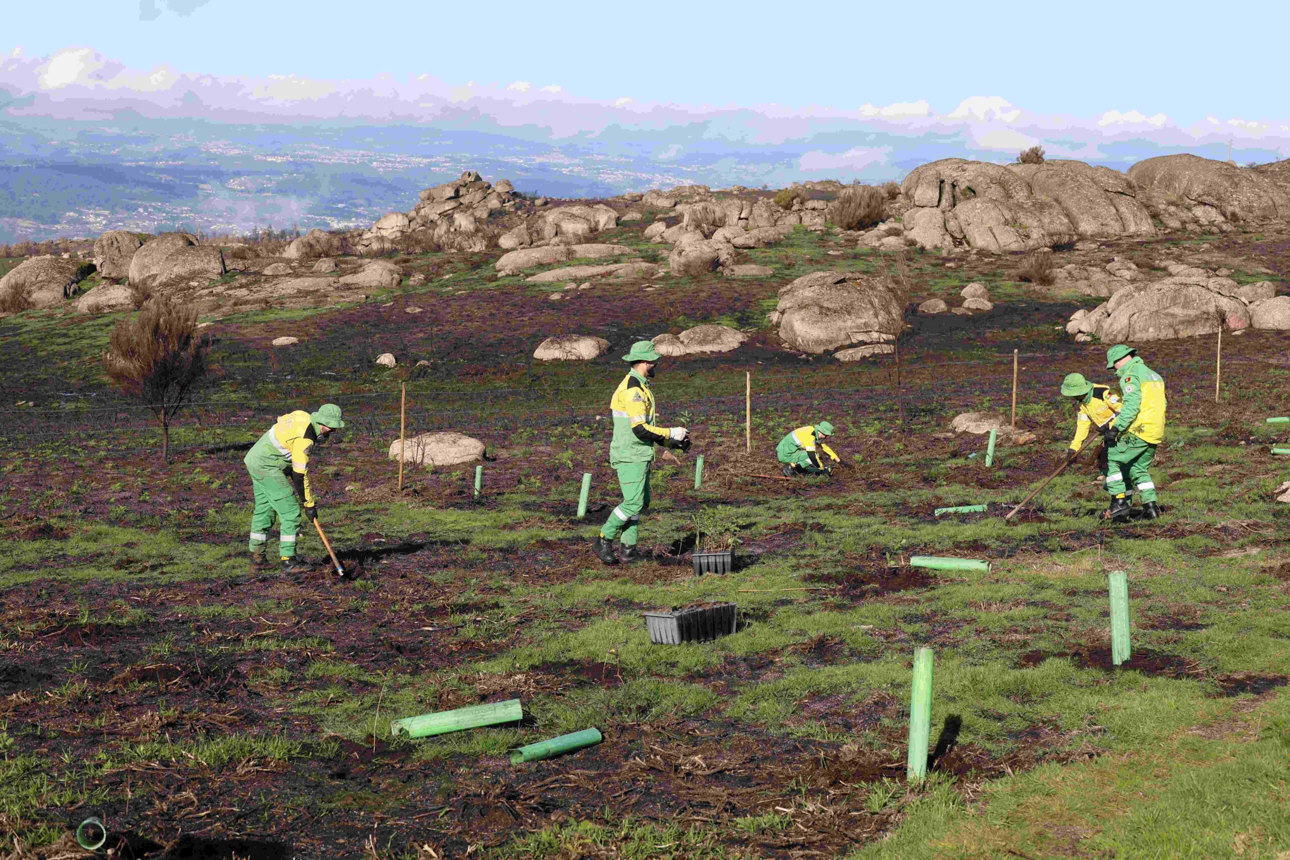Mais de três mil árvores plantas na Serra da Aboboreira no Dia da Floresta Autóctone