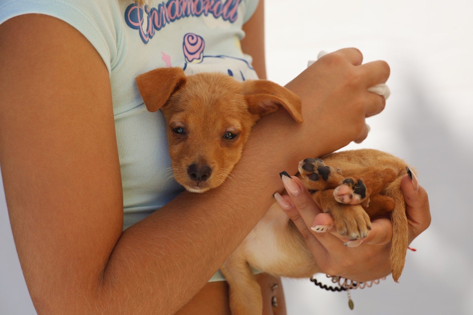 Jardim de São Bartolomeu acolhe a II Feira de Adoção Animal de Baião