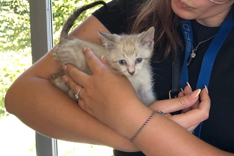 Campanha “ADOTA” promove a adoção responsável de animais em Marco de Canaveses