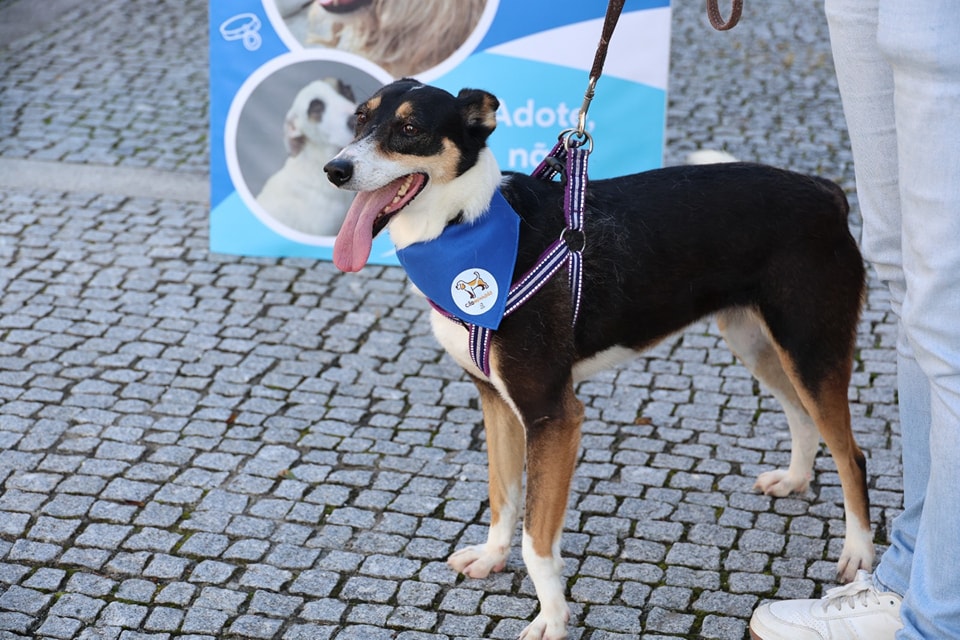 Município de Baião celebra o Dia Mundial do Animal com uma “Cãominhada”