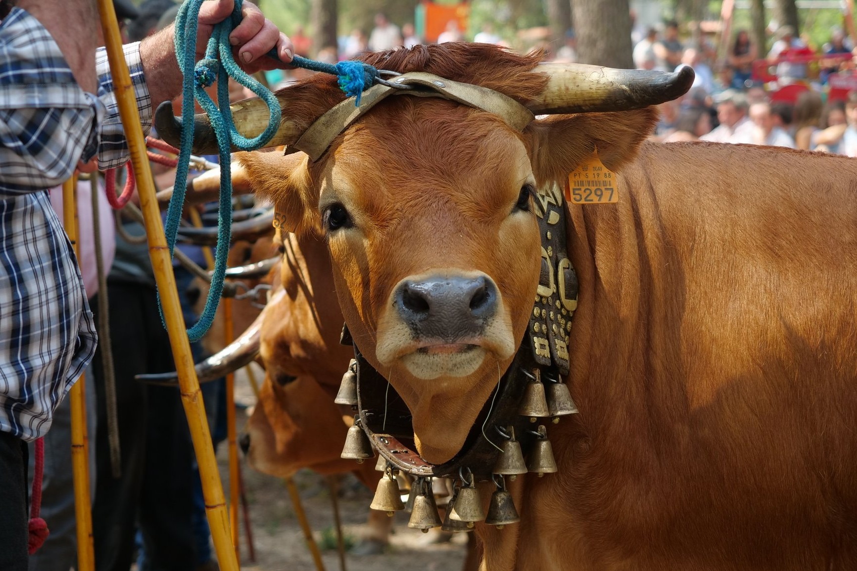 Feira do Gado do Marco de Canaveses decorre no sábado com concurso, desfile e chegas de bois