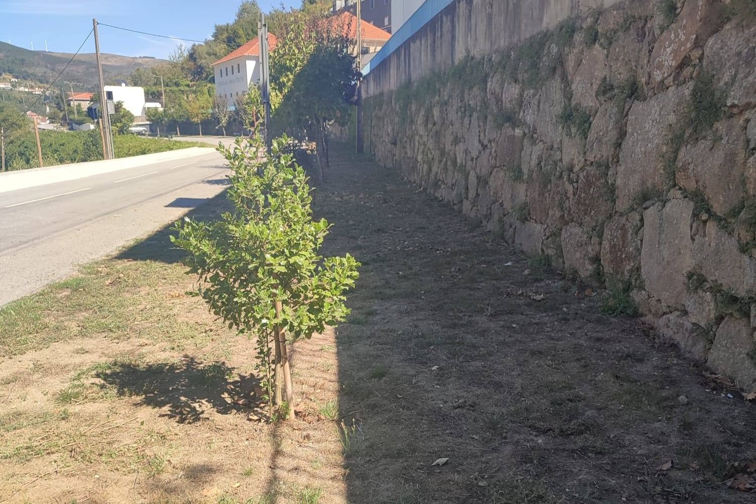 Junta de Freguesia de Loivos da Ribeira e Tresouras lamenta furto de azinheira no jardim de Arufe