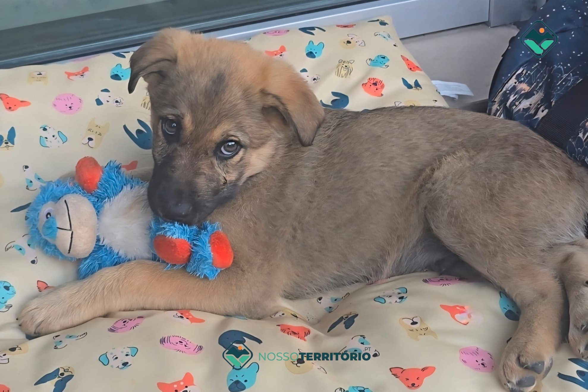 Drako é a nova mascote do Agrupamento de Escolas de Vale de Ovil