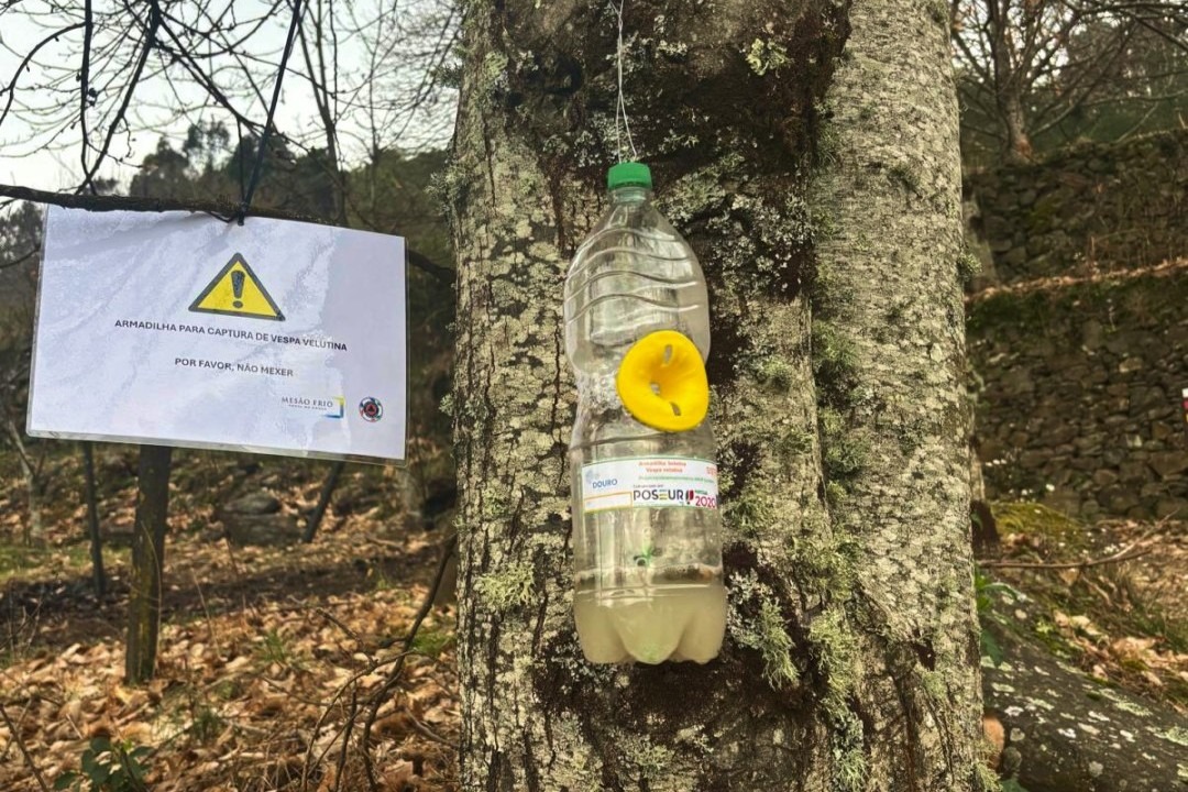 Mesão Frio reforça o combate à vespa asiática com a instalação de mais 30 armadilhas