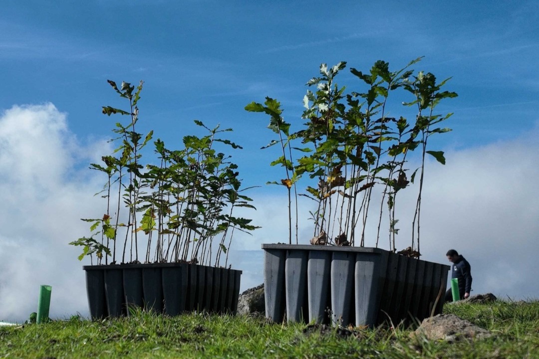 Baião assinada o Dia Mundial da Árvore e Dia Internacional das Florestas com a oferta de árvores para plantar