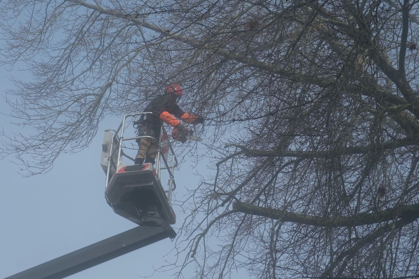 Marco de Canaveses realizou podas em mais de 20 locais para garantir a segurança e bem-estar da população