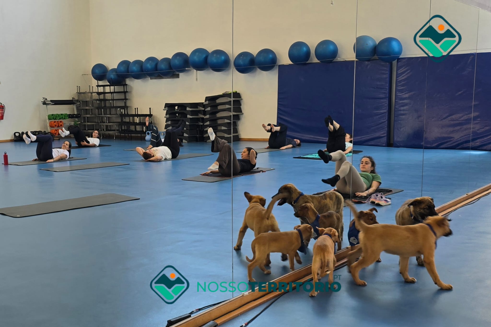 Fazer pilates na companhia de cães bebés foi o desafio do Município de Baião na atividade “Puppy Pilates” (C/VÍDEO)