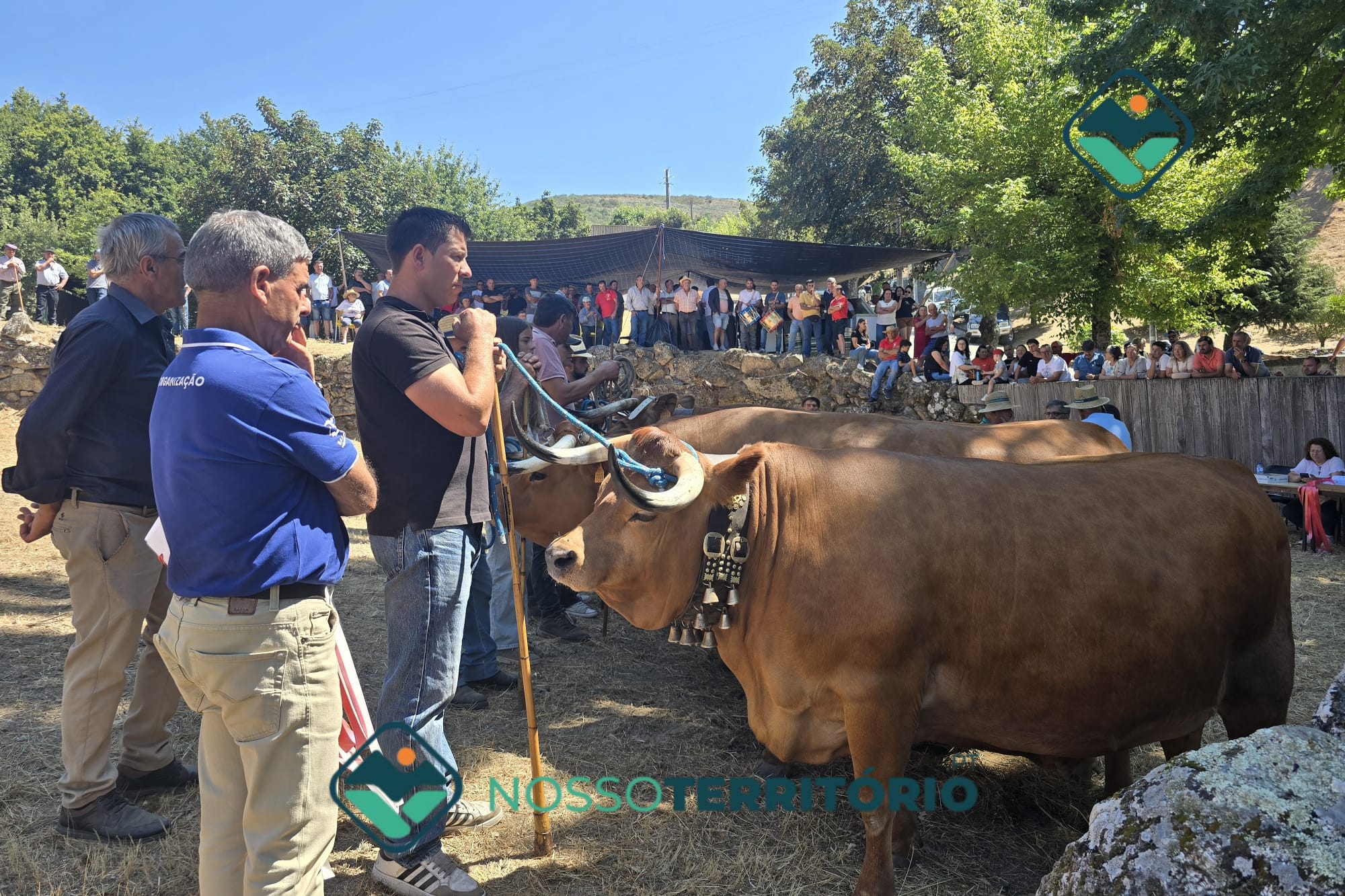 Concurso Pecuário de Gado Bovino da Raça Arouquesa de Valadares teve a concurso 71 animais (C/VÍDEO)