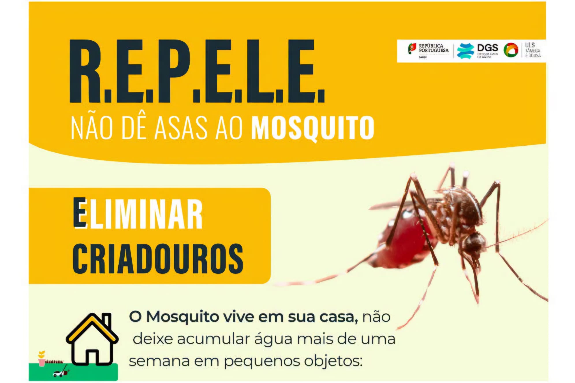 Marco de Canaveses divulga medidas de prevenção contra mosquito-tigre identificado no concelho
