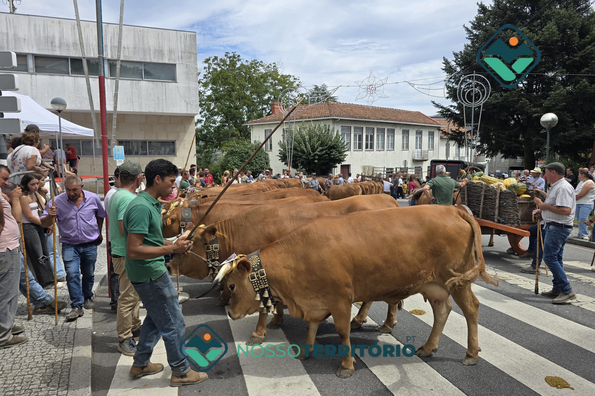 Concurso e desfile de gado de raça arouquesa encheram hoje as ruas da vila de Baião (C/VÍDEO)