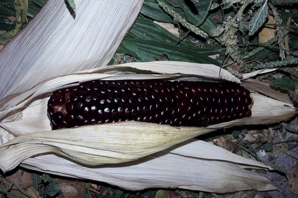Gôve vai celebrar a terra e a agricultura da freguesia com uma desfolhada à moda antiga